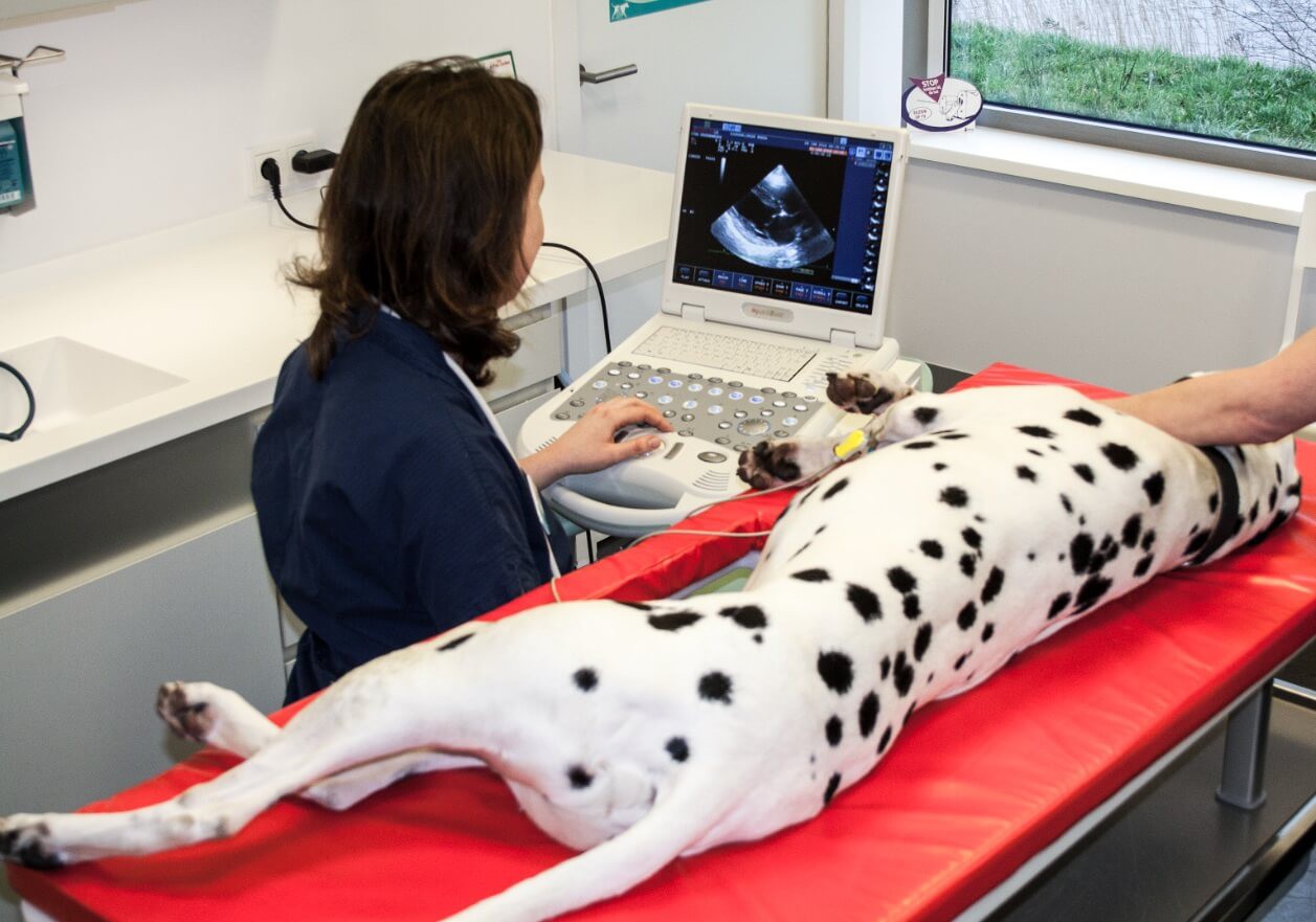 Een hond waar echografie wordt uitgevoerd