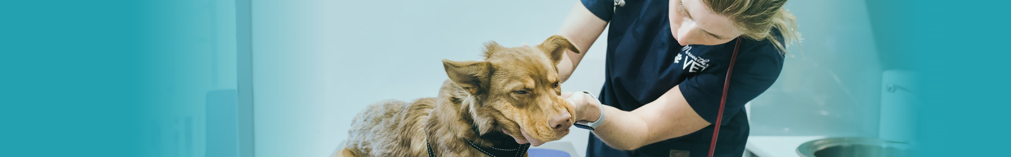 Een dierenarts die een hond onderzoekt.