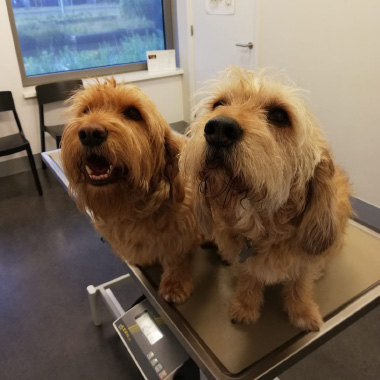 Twee honden op de weegschaal