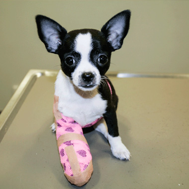 Een hondje met zijn poot in het gips