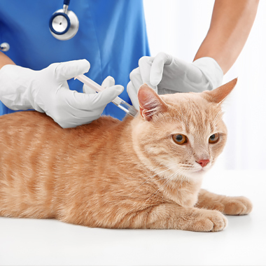 Vaccinatie kater