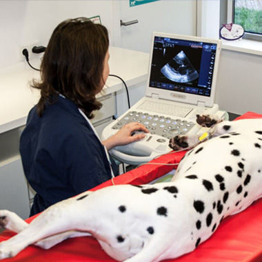 Echografie hond