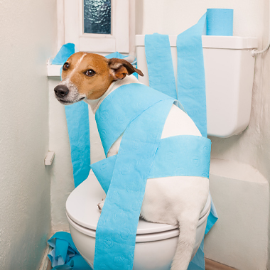 Een hond die zijn ontlasting doet op het toilet en onder zit met wc papier