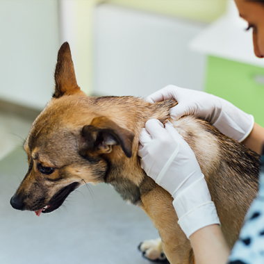 Dermatologie hond