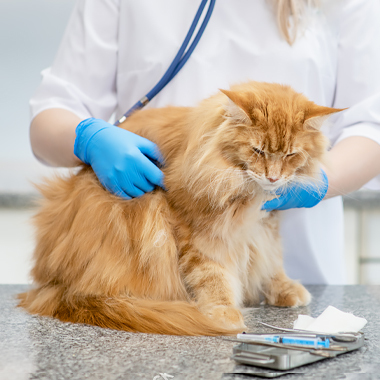 Slaperige oranje kater word behandeld door dierenarts