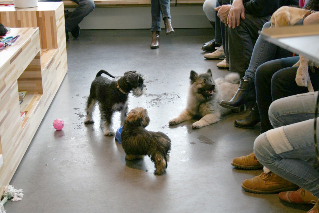 Puppy party