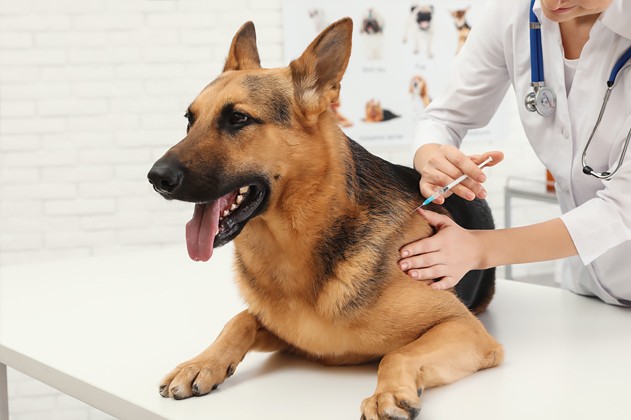 Een hond die een prik medicijnen krijgt