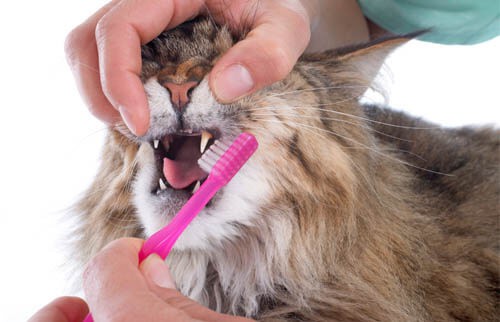Een kat waar de tanden van worden gepoetst