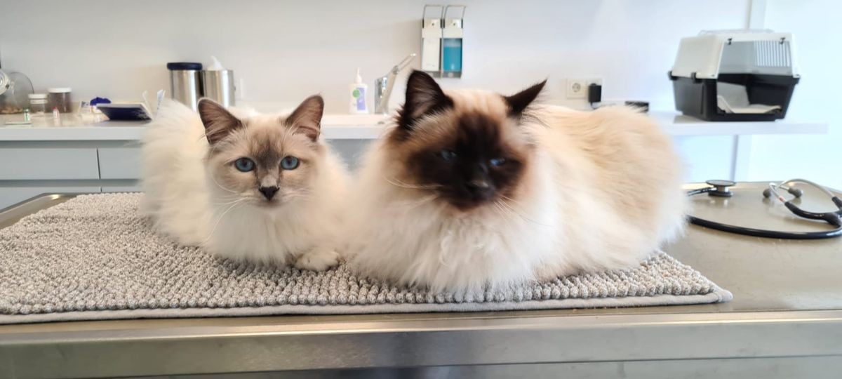 twee katers op de behandeltafel