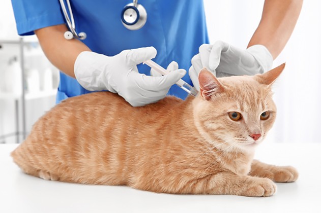 Een kat die een prik met medicijnen krijgt