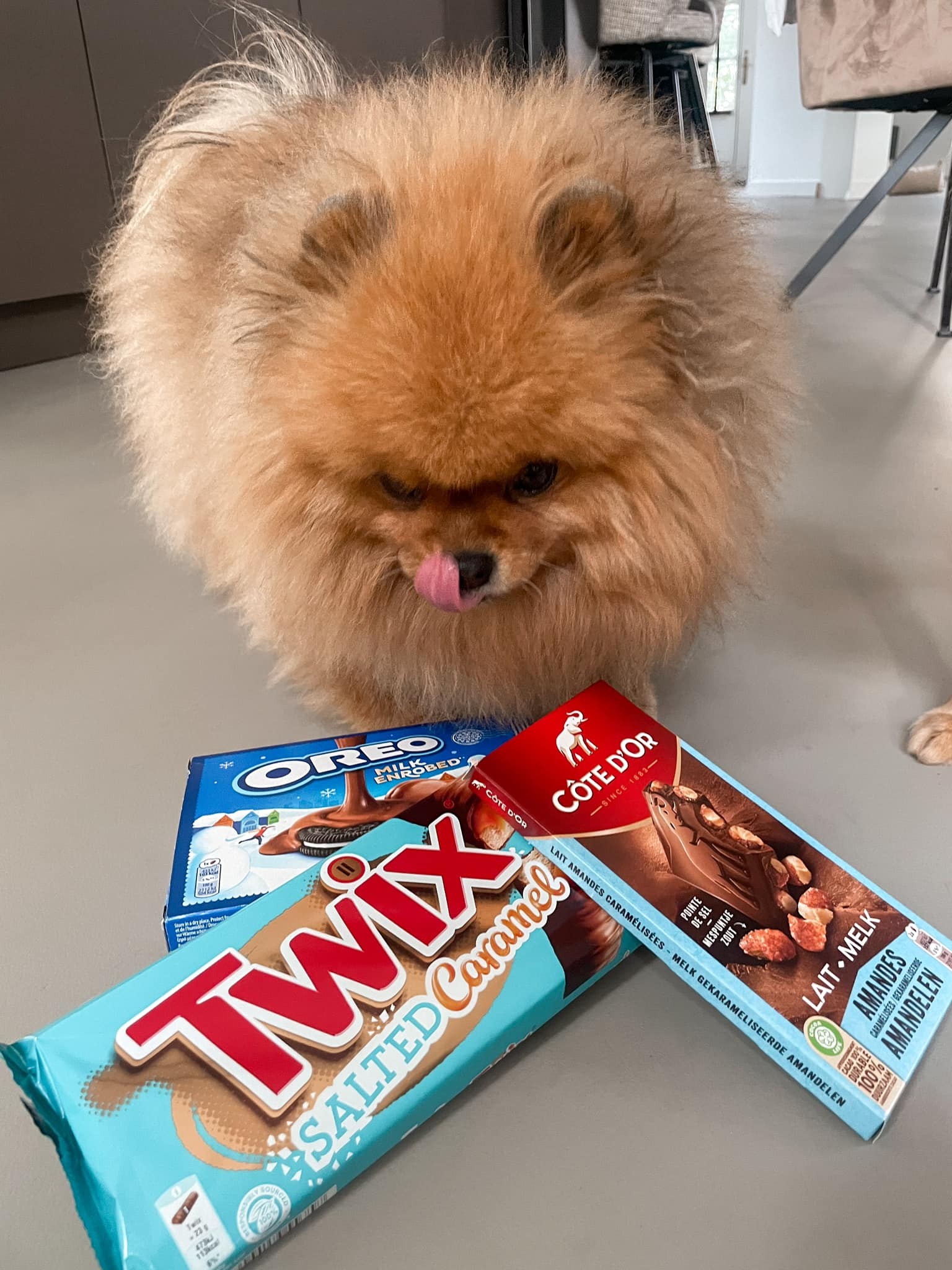 Hond met chocola