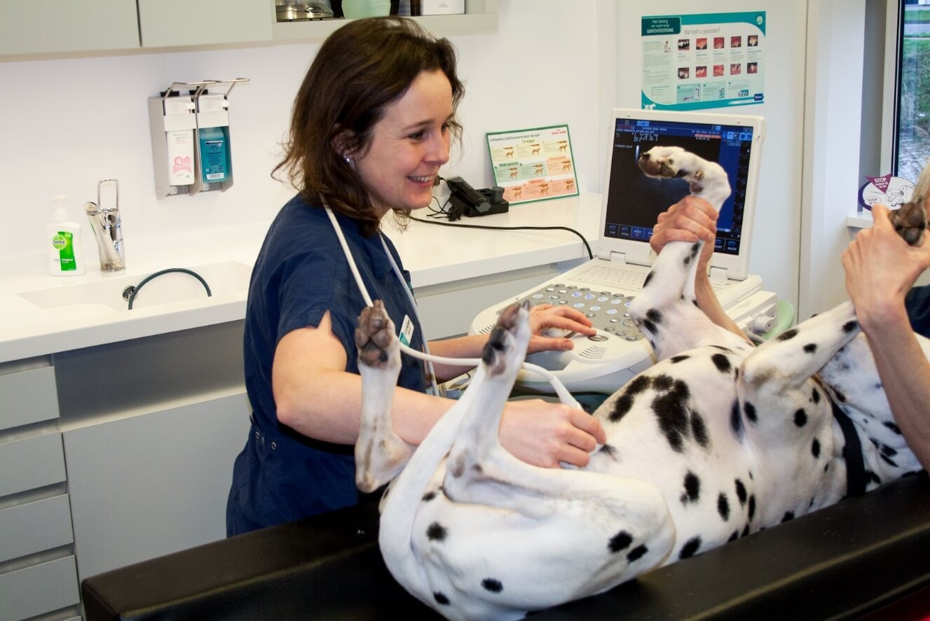 Een hond waar echografie wordt uitgevoerd