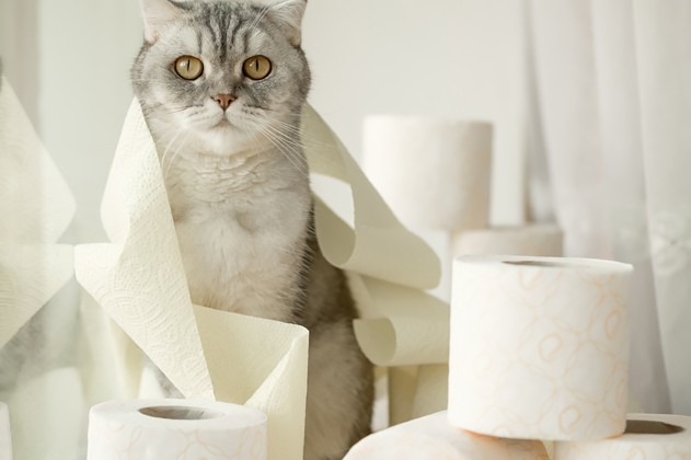 Een kat onder het WC-papier