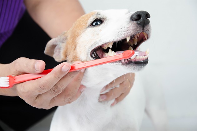 Het gebit van een hond word nagekeken