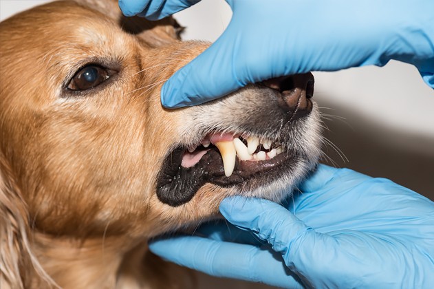 Dierenarts bekijkt gebit van hond