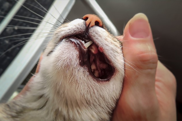 Het gebit van een kater word gecontroleerd