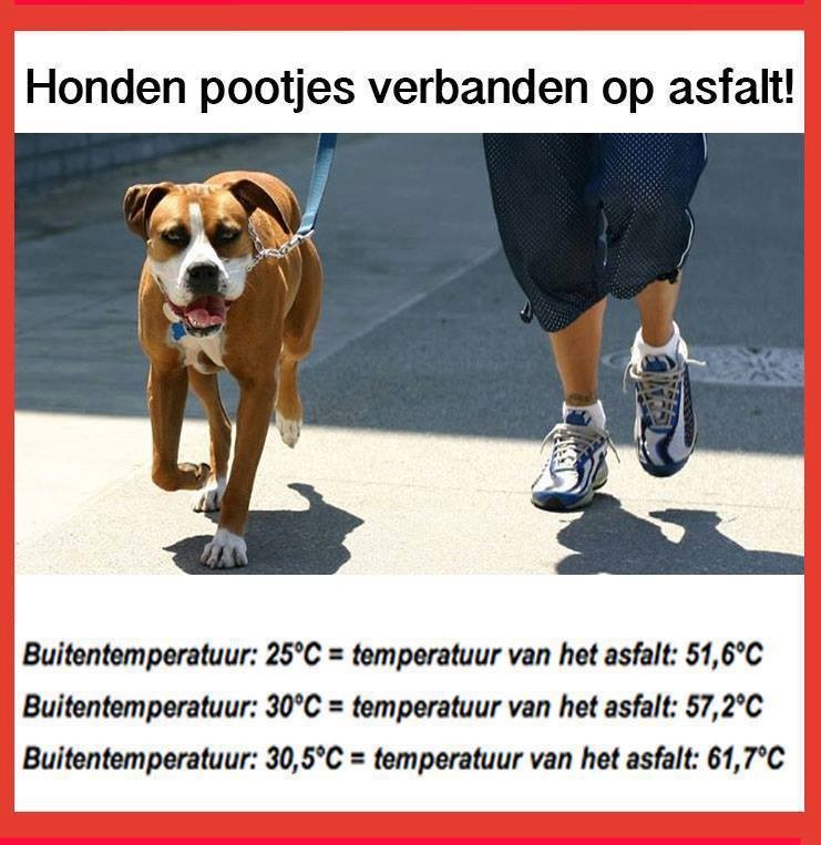 Een hond die met zijn pootjes op heet asfalt loopt. Arm dier