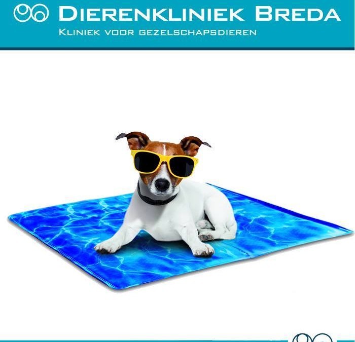 Een hond met een zonnebril